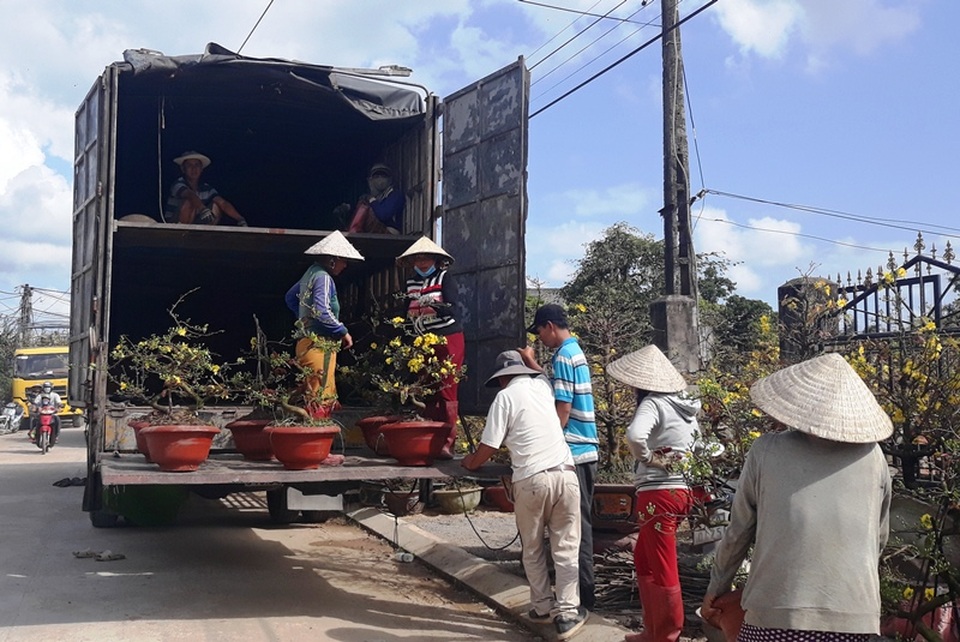 Bình Định: Phụ nữ nông thôn kiếm bộn tiền nhờ “bốc” mai ngày Tết - 1 Bình Định: Phụ nữ nông thôn kiếm bộn tiền nhờ “bốc” mai ngày Tết - 1