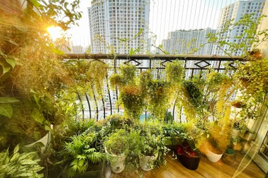 Đã mắt ban công vỏn vẹn 4m2 tựa khu vườn mini với 50 loại cây, hoa ở Hà Nội