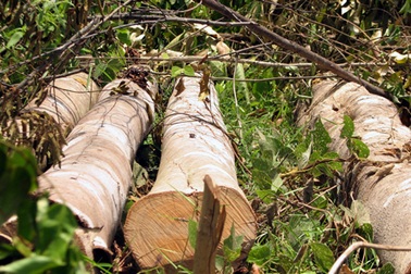 Hàng trăm người “rầm rập” phá rừng, chiếm đất lâm nghiệp