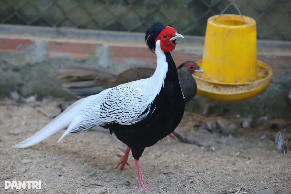 “Đột nhập” nơi nhân giống hàng chục cá thể gà lôi trắng, công má vàng - 1 “Đột nhập” nơi nhân giống hàng chục cá thể gà lôi trắng, công má vàng - 1