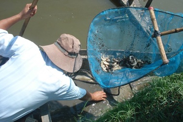 Nghi bị đầu độc, 3 hồ tôm chết trắng