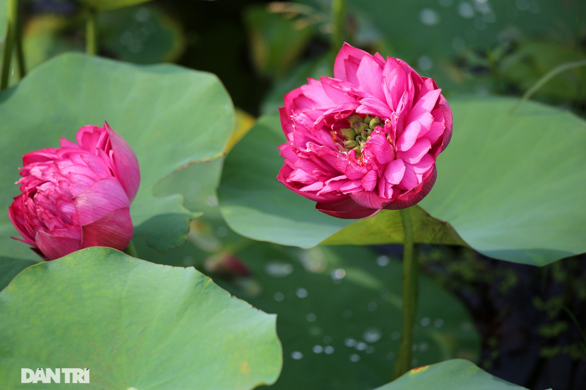 Thăm đầm sen ở Hà Nội có đến 167 loài, đa dạng nhất Việt Nam - 11