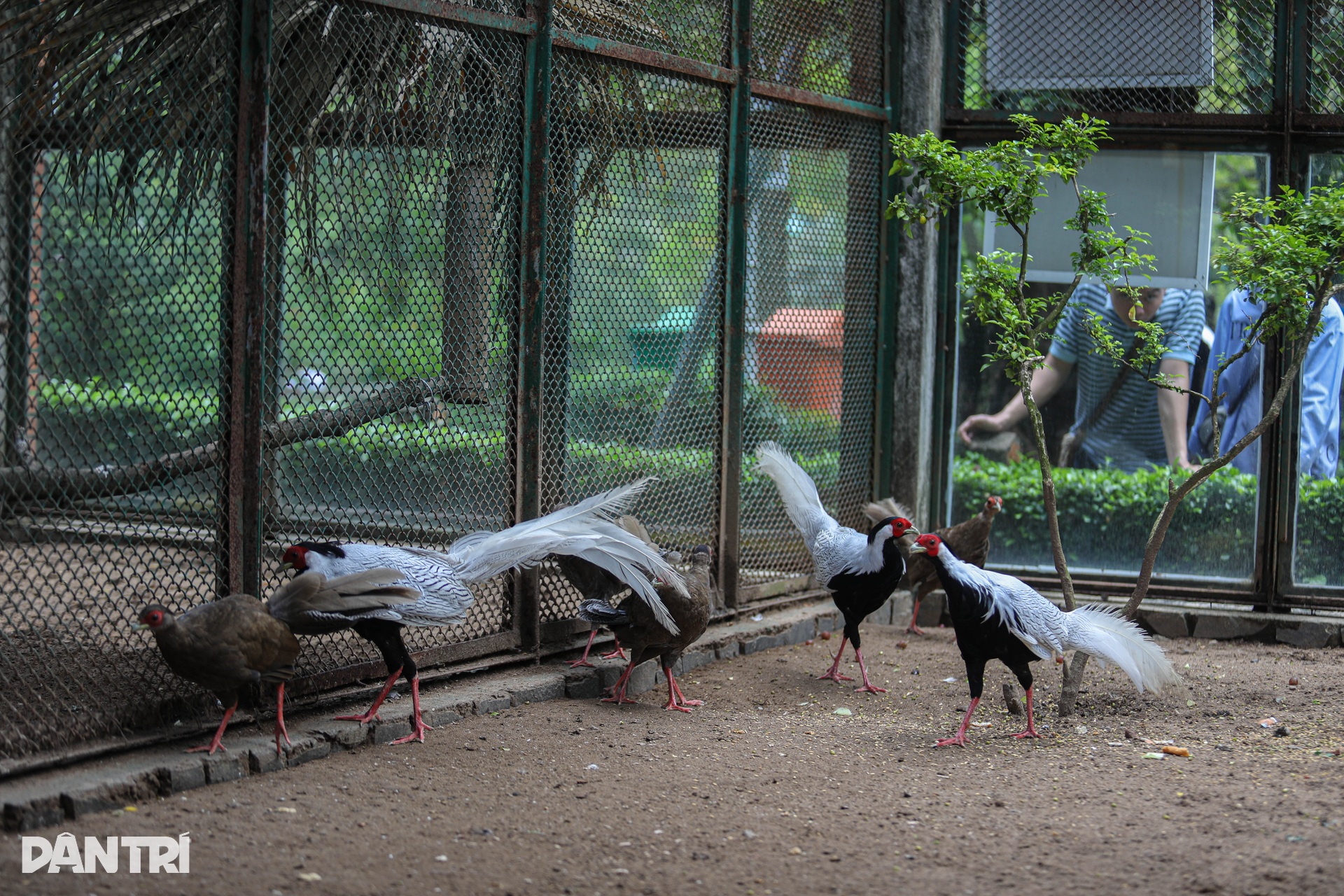 Cận cảnh đàn gà lôi trắng được nuôi ở Thảo Cầm Viên Sài Gòn - 4 Cận cảnh đàn gà lôi trắng được nuôi ở Thảo Cầm Viên Sài Gòn - 4