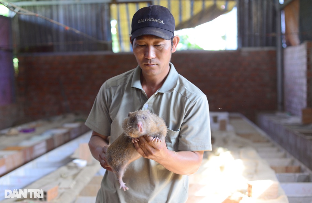 Chăn nuôi dúi tiên phong: Nguồn thu nhập hàng trăm triệu đồng cho gia đình tại Lâm Đồng