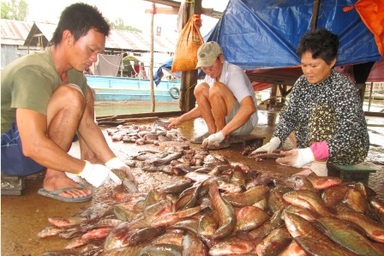 Cận Tết “đột nhập” làng sản xuất khô cá sặc bổi lớn nhất miền Tây