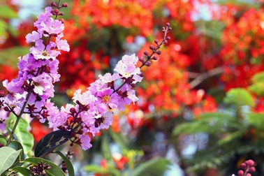 Sắc màu Hà Nội