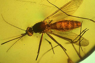 Bệnh sốt rét đã phát triển hơn 100 triệu năm trước
