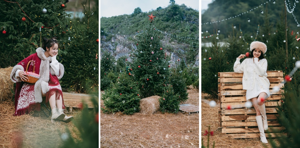 Vườn thông gần 2.000 gốc, khách đổ xô check-in ở Mộc Châu - 3 Vườn thông gần 2.000 gốc, khách đổ xô check-in ở Mộc Châu - 3