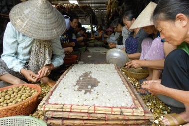 “Hái ra tiền” nhờ bóc long nhãn  