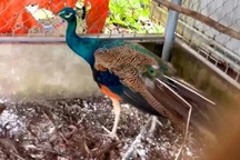 Người dân liên tiếp giao nộp nhiều động vật quý hiếm