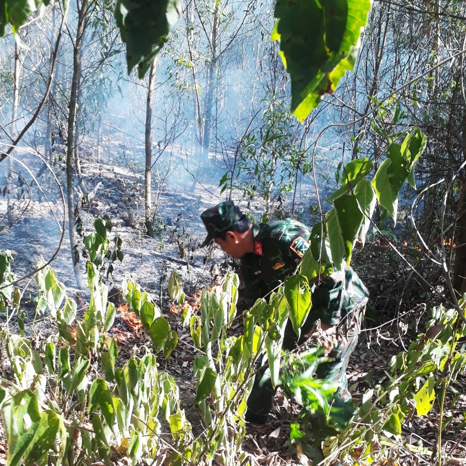 Cháy rừng suốt 4 giờ, hơn 10 hecta keo bị thiêu rụi - 1