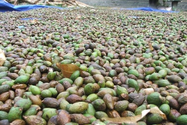 Buôn bán ươi trái phép, 2 cá nhân bị phạt 100 triệu đồng