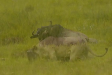 Linh dương đầu bò bị “xơi tái” vì tấn công… sư tử