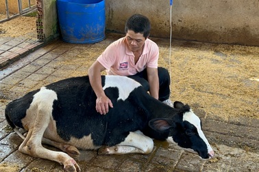 Nông dân lên tiếng về giá bồi thường vụ 550 bò sữa chết sau tiêm vaccine
