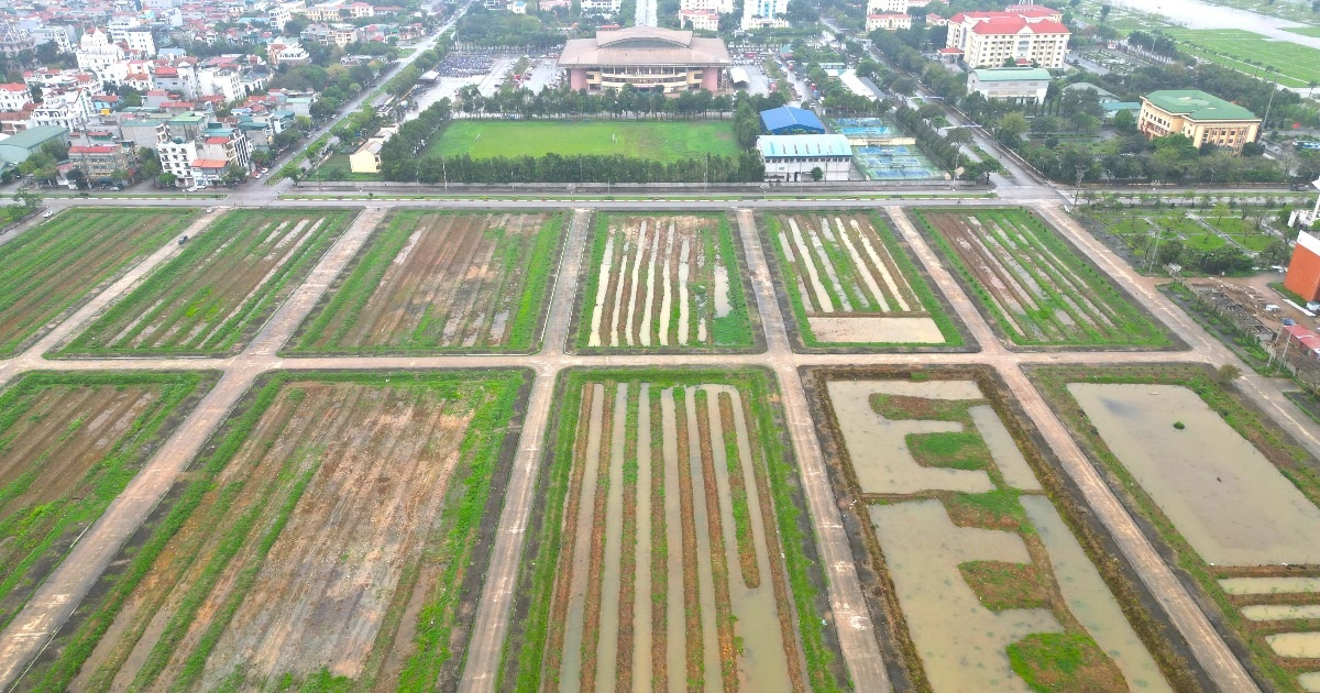 View - Khu "đất vàng" nghìn tỷ đồng bất đắc dĩ thành vườn ươm cây ở Ninh Bình | Báo Dân trí