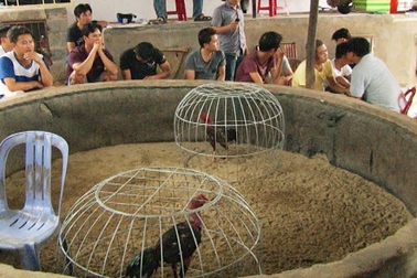 Phá trường gà lớn tại TP Huế, tạm giữ 49 con bạc