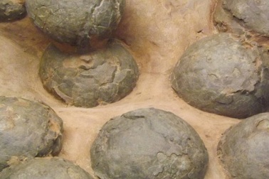 Mất bao lâu để trứng khủng long nở?