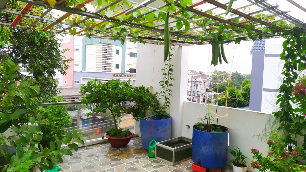 Không gian xanh mướt như góc du lịch miễn phí của gia đình ở Bình Thuận - 2 Không gian xanh mướt như góc du lịch miễn phí của gia đình ở Bình Thuận - 2