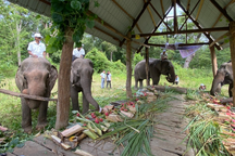 37 chú voi được đãi tiệc… buffet thỏa thích