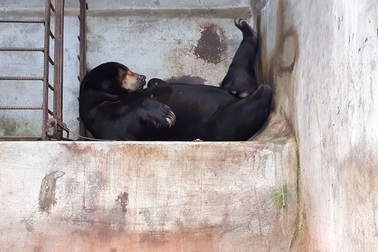 Đà Lạt: Khu du lịch thác Prenn Đà Lạt bị tố ngược đãi động vật