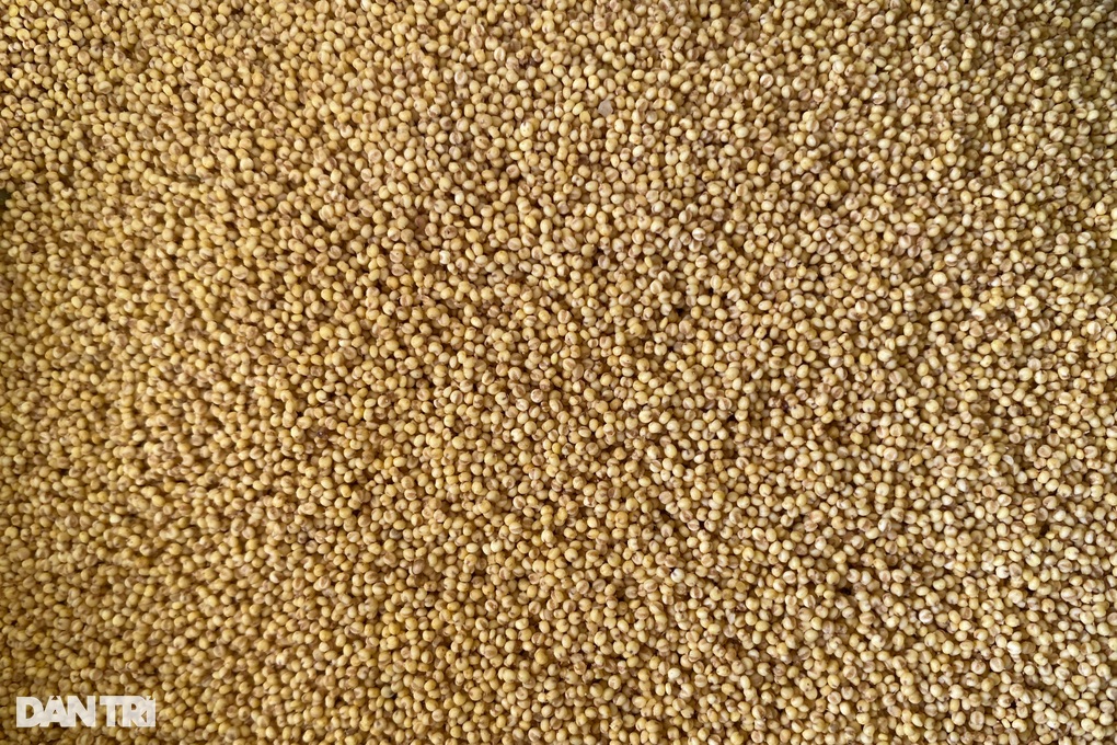 Nông dân Huế phấn khởi vì loại ngũ cốc vàng - 3 Nông dân Huế phấn khởi vì loại ngũ cốc vàng - 3