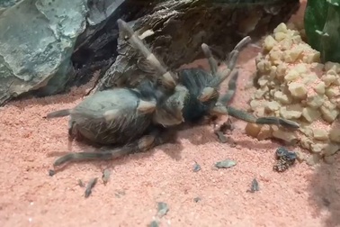 Ghê người xem nhện Tarantula thoát xác