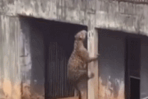 Báo hoa mai suýt thoát ra khỏi chuồng để tấn công khách tham quan vườn thú