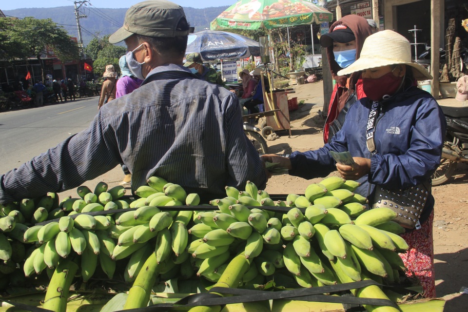 Vựa chuối lớn nhất Quảng Trị nhộn nhịp những ngày giáp Tết - 6 Vựa chuối lớn nhất Quảng Trị nhộn nhịp những ngày giáp Tết - 6