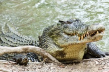 Thiếu nữ bị cá sấu cắn tử vong khi đang tắm sông