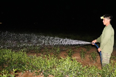 Người dân thức đêm tưới nước cứu hạn cho chè