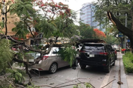 Cây phượng cổ thụ đổ đè trúng 2 ô tô trên phố Hà Nội