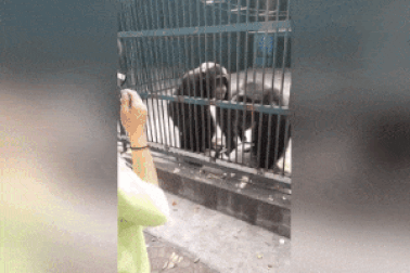 Sửng sốt với clip tinh tinh “tốt bụng” trả gậy tự sướng cho cô gái