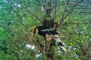 Cặp chim quý Hồng Hoàng lần đầu xuất hiện ở xã biên giới An Giang