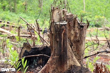 Vụ rừng bị "cạo trọc", kiểm lâm không hay: Khởi tố 2 bị can đầu tiên