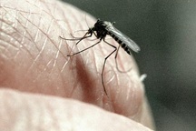 Muỗi có làm trầm trọng thêm sự lây lan của coronavirus?