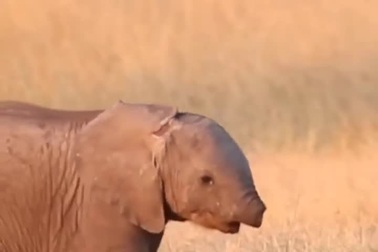 Hình ảnh chú voi con bị cụt mất vòi khiến nhiều người xót xa