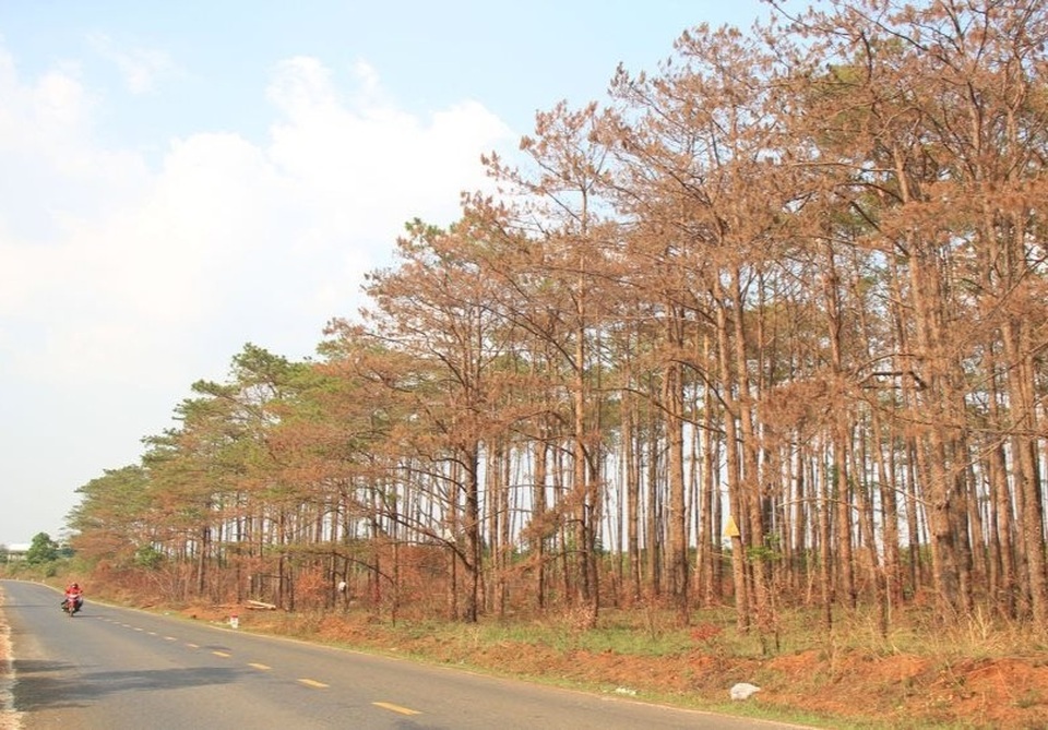 Những cánh rừng “chết” dọc quốc lộ - 1 Những cánh rừng “chết” dọc quốc lộ - 1