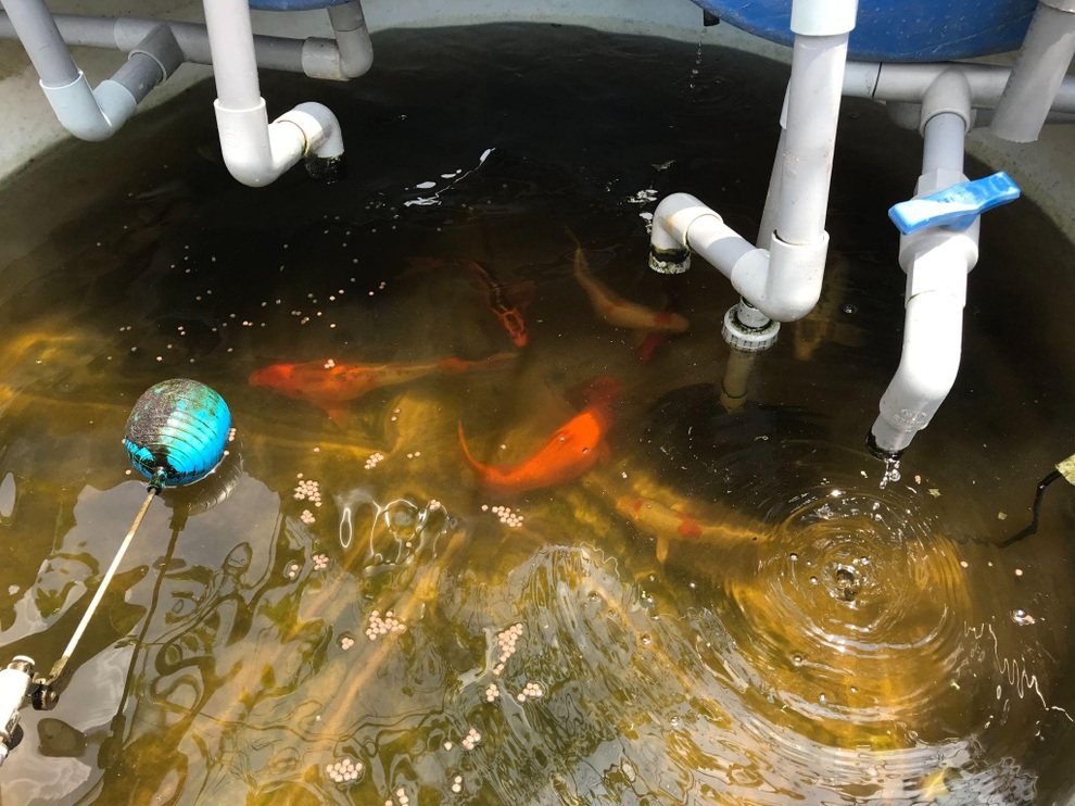 Khu vườn kết hợp nuôi cá giữa Sài thành của người đàn ông đam mê trồng cây - 4