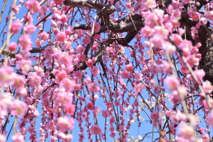 Lễ hội hoa mơ chào mùa xuân ở Nhật Bản - 2