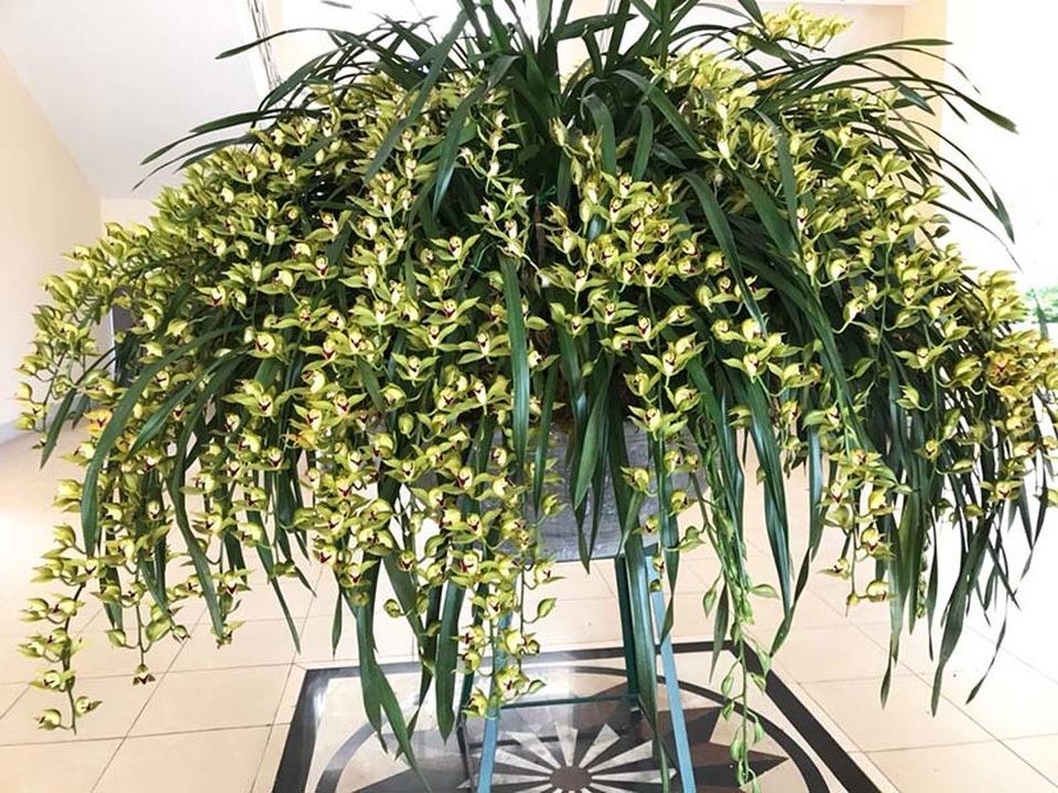 Ôm giấc mộng vua Trần, anh nông dân thu 7 tỷ đồng mùa Tết - 1 Ôm giấc mộng vua Trần, anh nông dân thu 7 tỷ đồng mùa Tết - 1