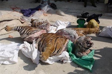 Giám đốc Khách sạn Bắc Kạn mua hổ nặng hơn 300kg để nấu cao