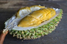 Xuất hiện giống sầu riêng mới gây sốt, giá đắt hơn cả Musang King