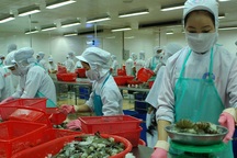 Úc sẵn sàng xem xét nhập khẩu tôm tươi nguyên con của Việt Nam