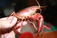 Xôn xao chuyện tôm lai… cua