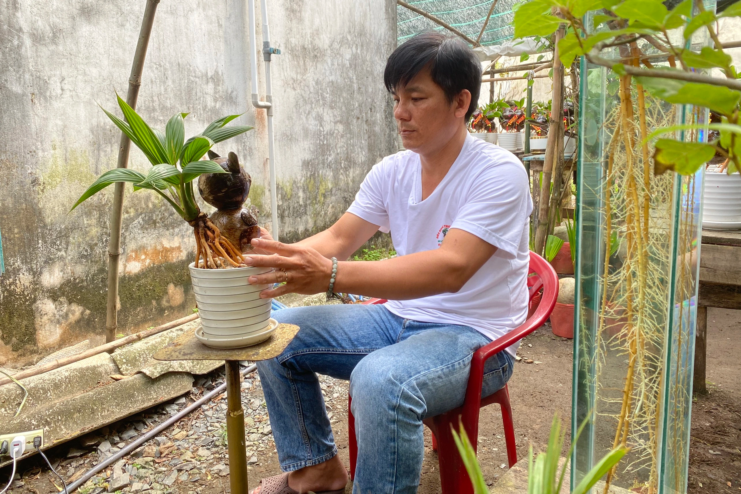 Kiếm tiền triệu mỗi chậu bonsai dừa hình mèo dịp Tết - 6