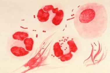 WHO: Gia tăng bệnh lậu kháng kháng sinh