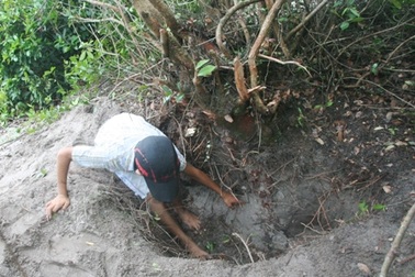 Xới tung núi cát tìm cây chữa “bách bệnh”