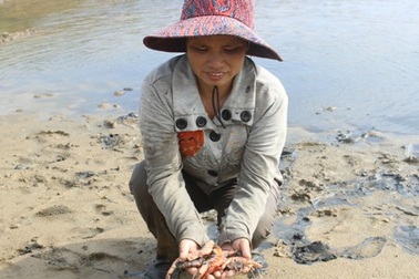 Nông dân điêu đứng vì tôm chết hàng loạt