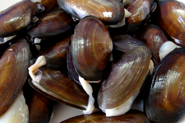 Phi cầu Sài xứ Thanh - đặc sản tiến Vua ngon và quý hiếm