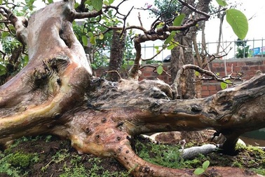 Thương vụ "sang tay" bonsai ổi dáng "kỳ quái" độc nhất vô nhị khiến đại gia mê mẩn